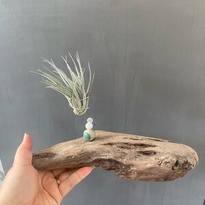 Natural Driftwood Air Plant Holder